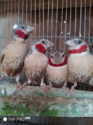 Fancy Red-Neck Finches