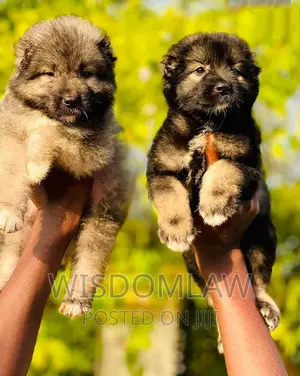 1-3 months Female Purebred Caucasian Shepherd