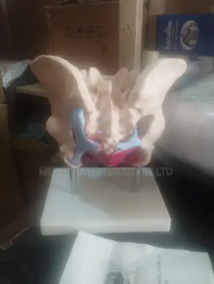 Female Pelvic Muscles And Organ's Model
