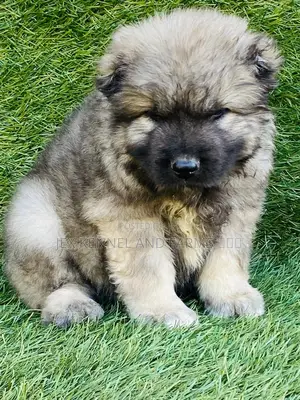 1-3 months Male Purebred Caucasian Shepherd