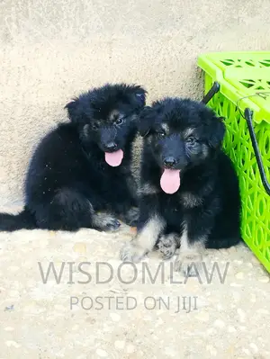 1-3 months Male Purebred German Shepherd