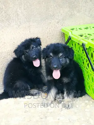 1-3 months Male Purebred German Shepherd
