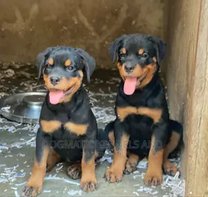 1-3 months Female Purebred Rottweiler