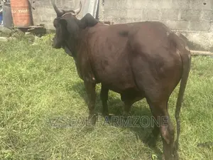 Healthy and Good Looking Rams and Cows Available