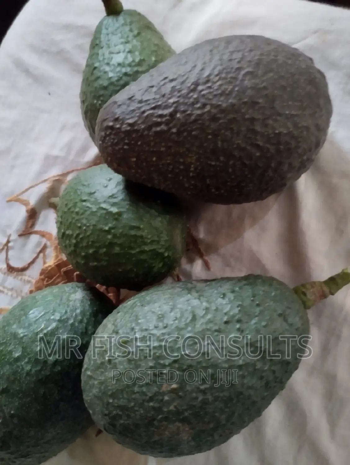 Hass Avocado Seedlings