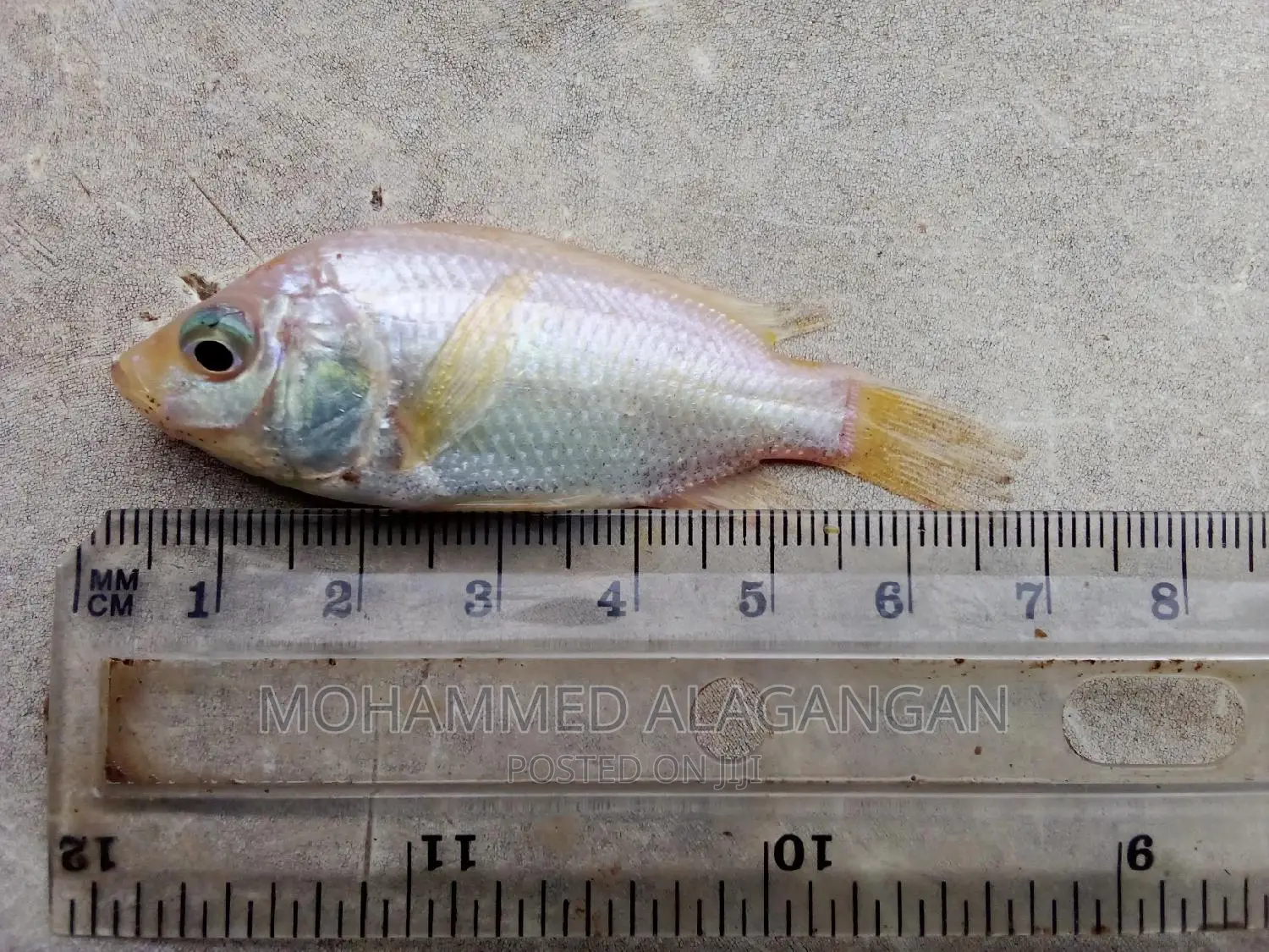 Red Tilapia Fingerlings and Juveniles
