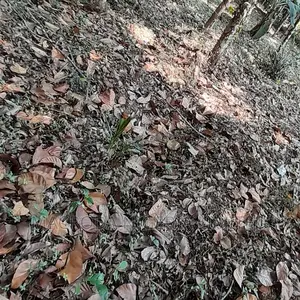 For Sale Land Area Is 4,736 SQMTS (1.17 Acres)