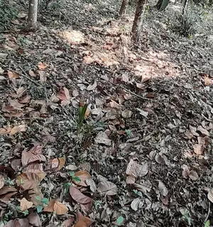 Gerrard Road, Ikoyi Sale Land Measuring Approximately 2485m2
