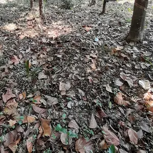 5896 SQM Land on Aromire Street Old Ikoyi, Off Thompson RD