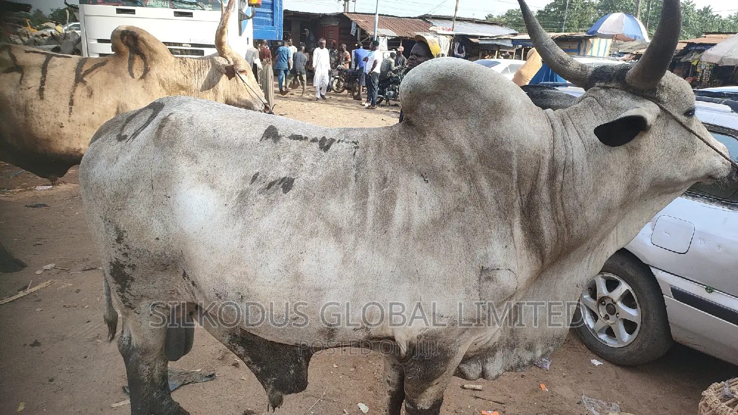 High Breed Cow