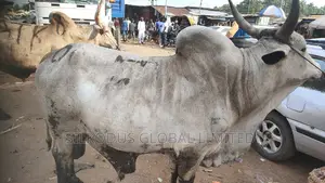 Photo - High Breed Cow