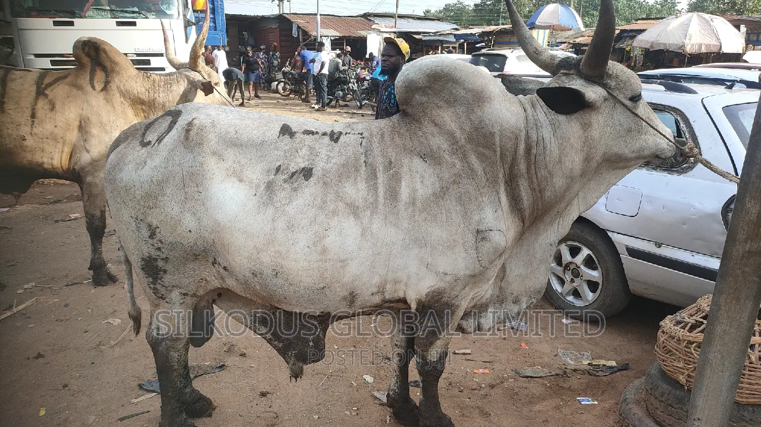 High Breed Cow