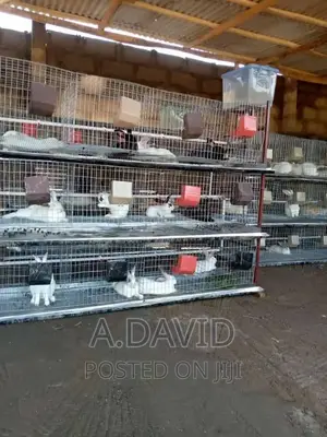 Rabbit Cage System