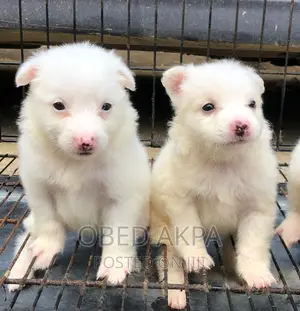 1-3 months Female Purebred American Eskimo