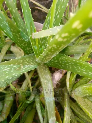 Aloe Vera Plant and Seedlings