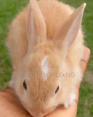 Foreign Palomino Rabbit
