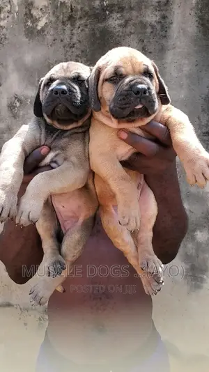 Photo - 0-1 month Female Purebred Boerboel