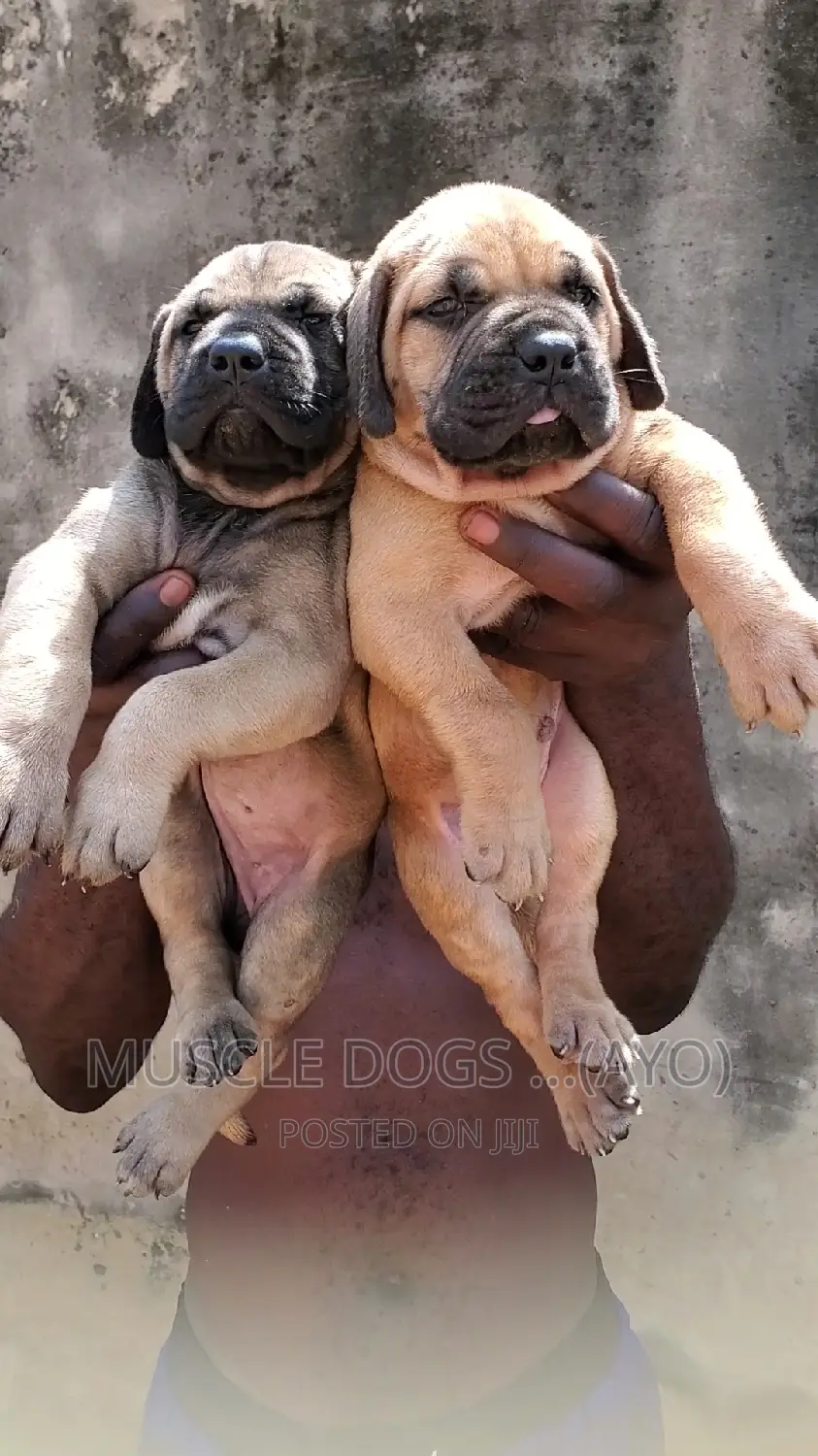 0-1 month Female Purebred Boerboel