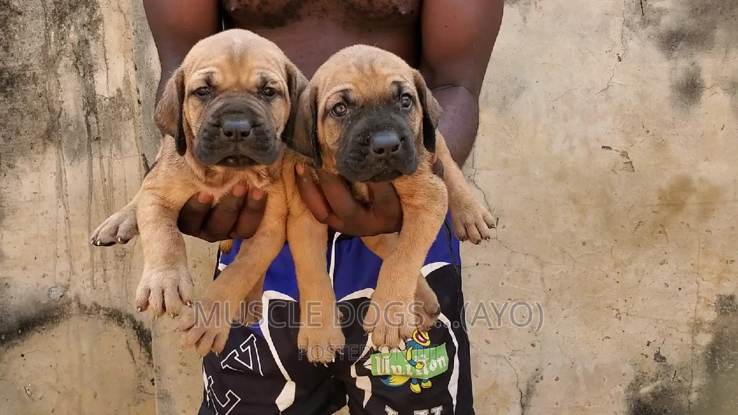 0-1 month Female Purebred Boerboel