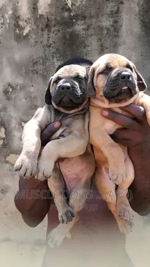 0-1 month Female Purebred Boerboel