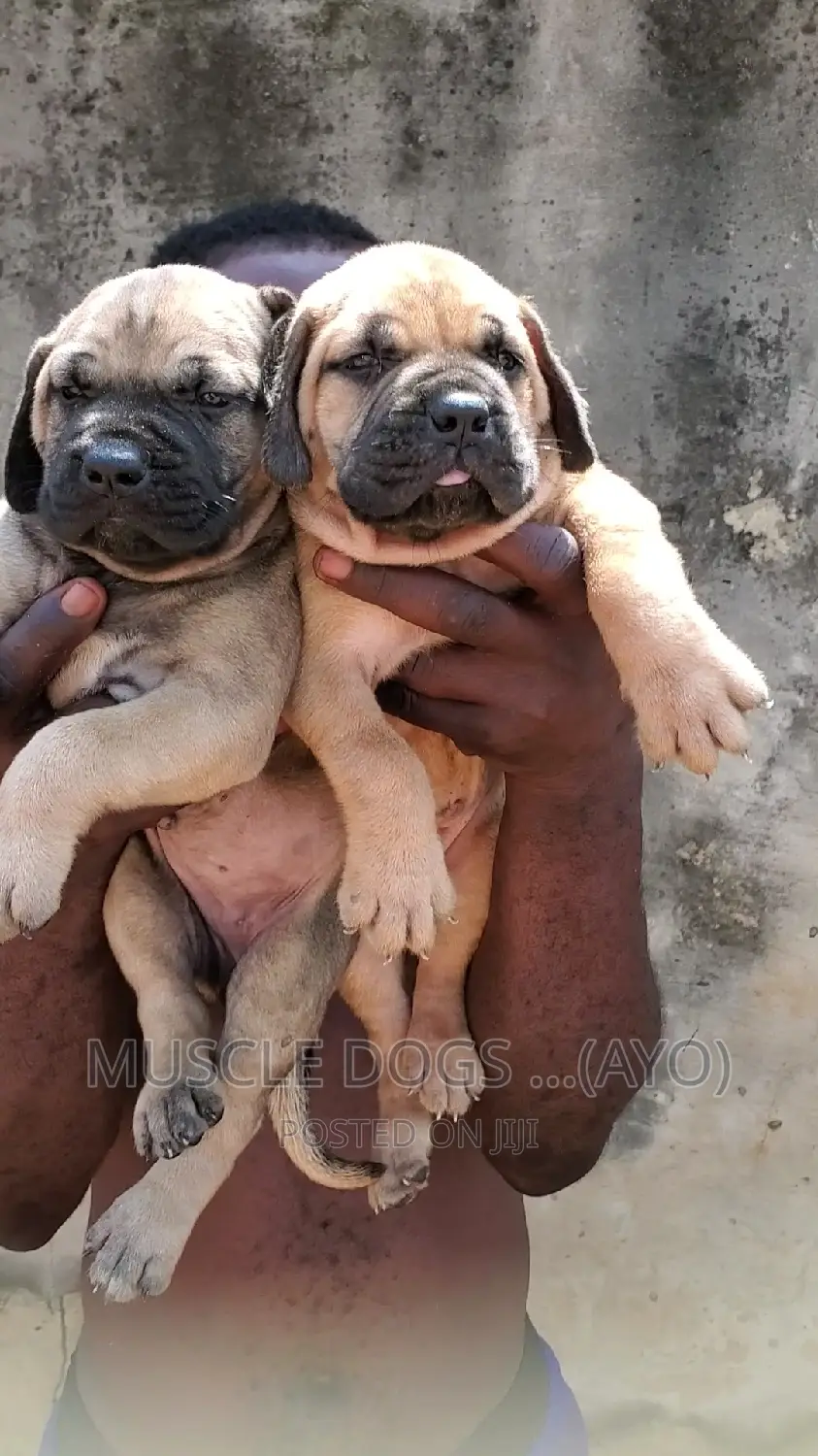 0-1 month Female Purebred Boerboel