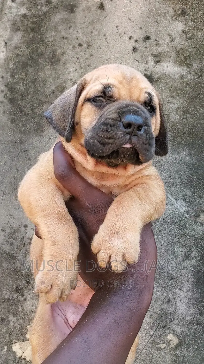 0-1 month Female Purebred Boerboel
