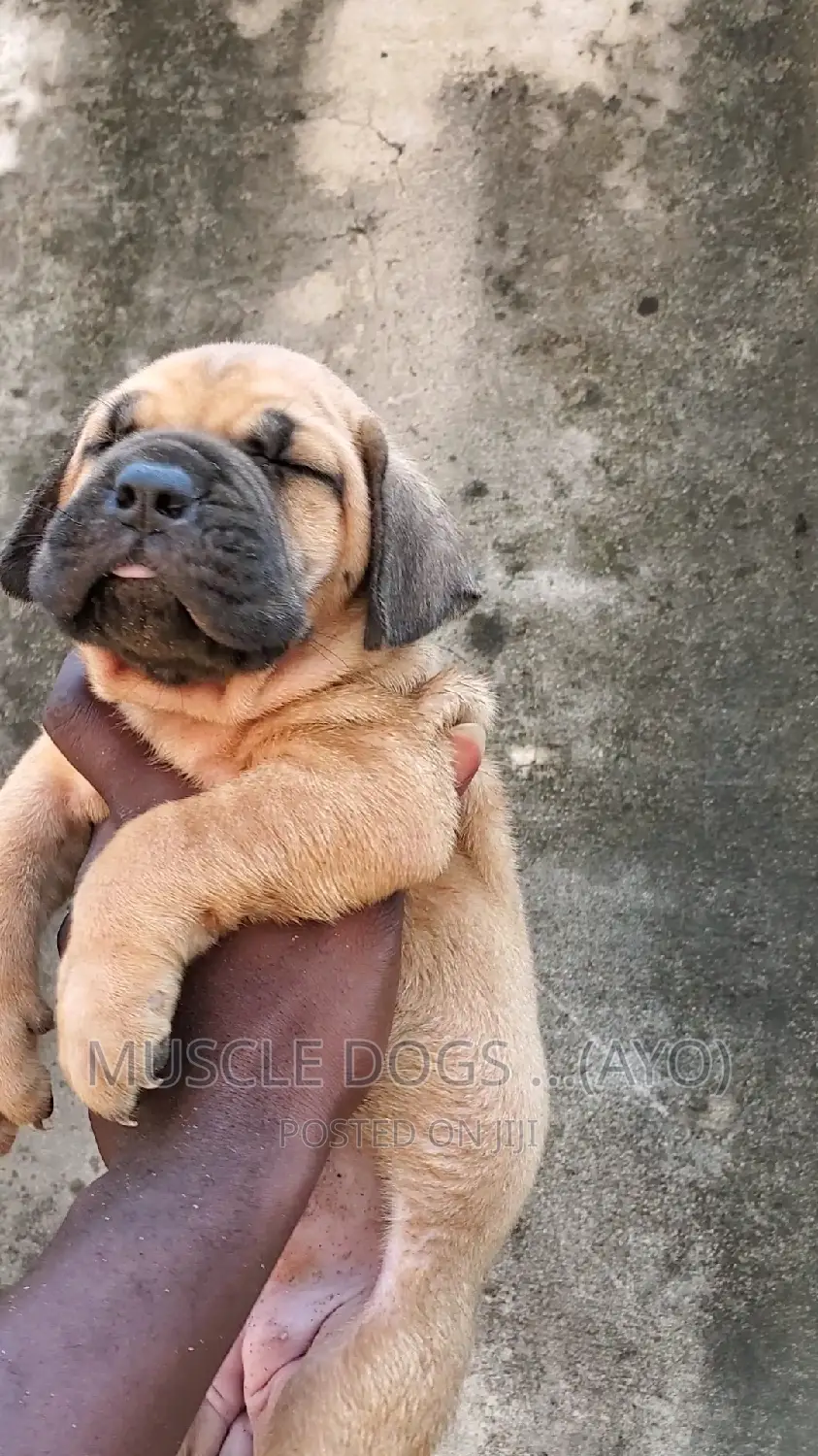 0-1 month Female Purebred Boerboel