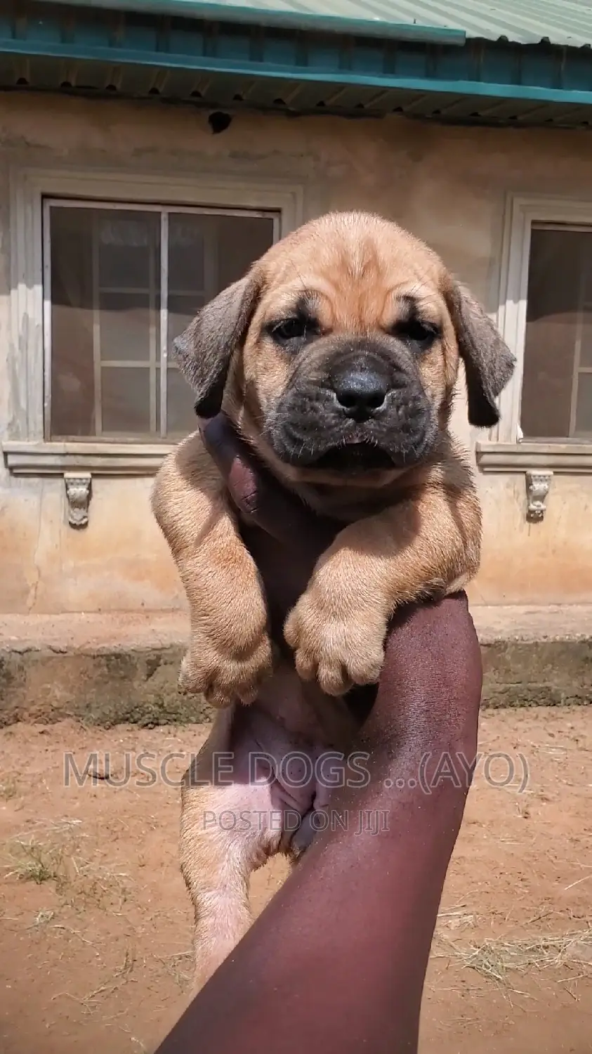 0-1 month Female Purebred Boerboel