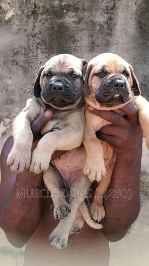 0-1 month Female Purebred Boerboel