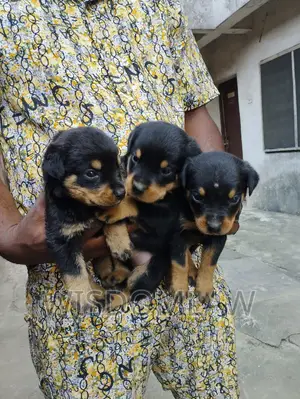 1-3 months Female Purebred Rottweiler