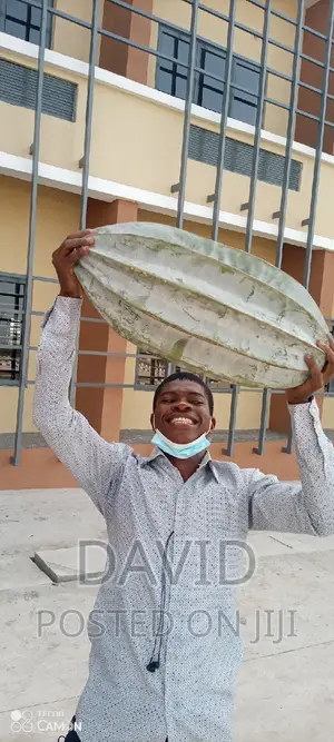 Broad Calabar Ugu Pods and Seeds Available.
