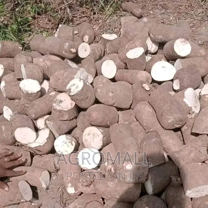 Hybrid Yam_treated