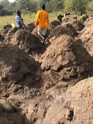 Hybrid Yam_treated