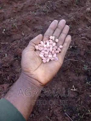 Hybrid Groundnut (SAMNUT)_1KG