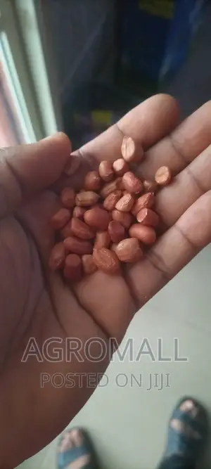 Hybrid Groundnut (SAMNUT)_1KG