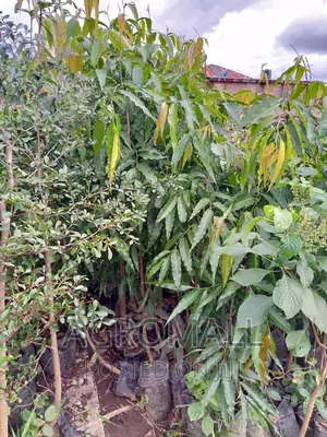 Exotic and Ornamental Plants/Flowers