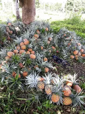 Hybrid Pineapple Suckers (Varieties)_1sucker
