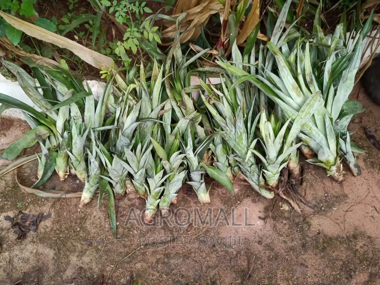 Hybrid Pineapple Suckers (Varieties)_1sucker