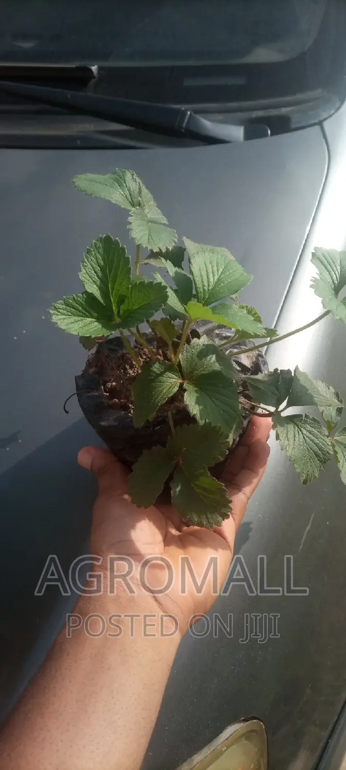Strawberry  Plant