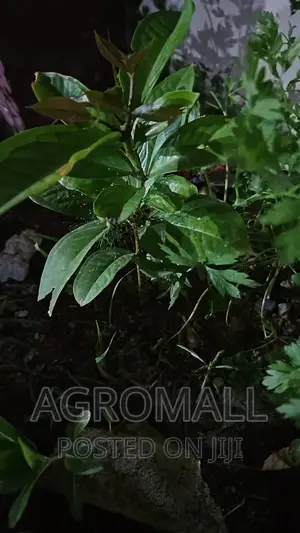 Bitter Kola/Kolanut Seedling