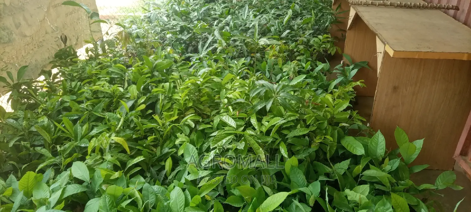 Bitter Kola/Kolanut Seedling