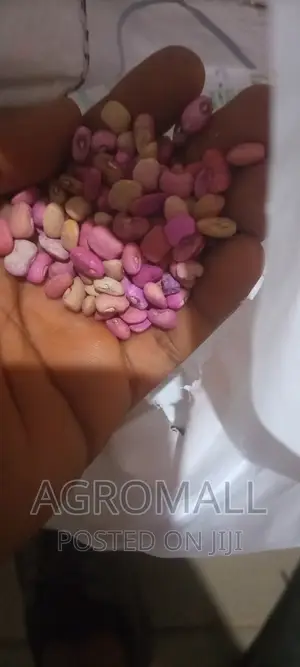 Cowpea Beans _ Sampea/Fumpea