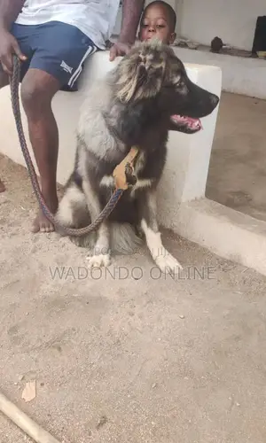 6-12 months Male Purebred Caucasian Shepherd