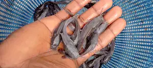 Pure Line Dutch Clarias Standard Post Fingerlings