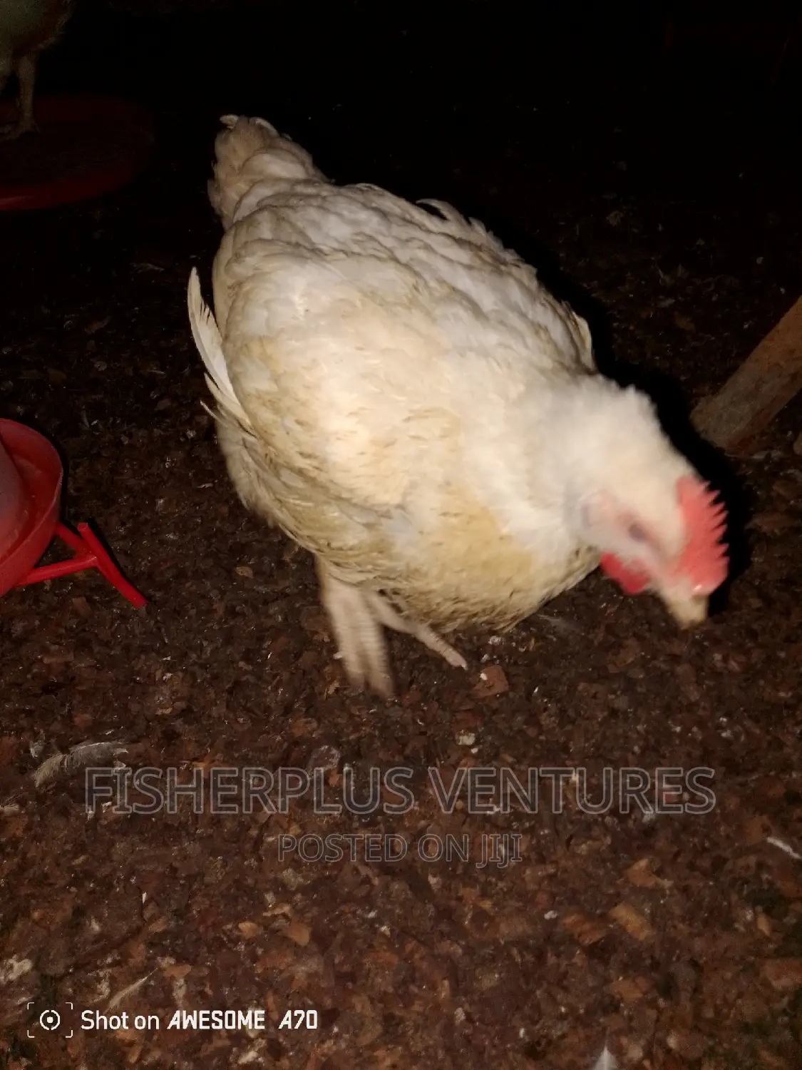Chicken Tasty