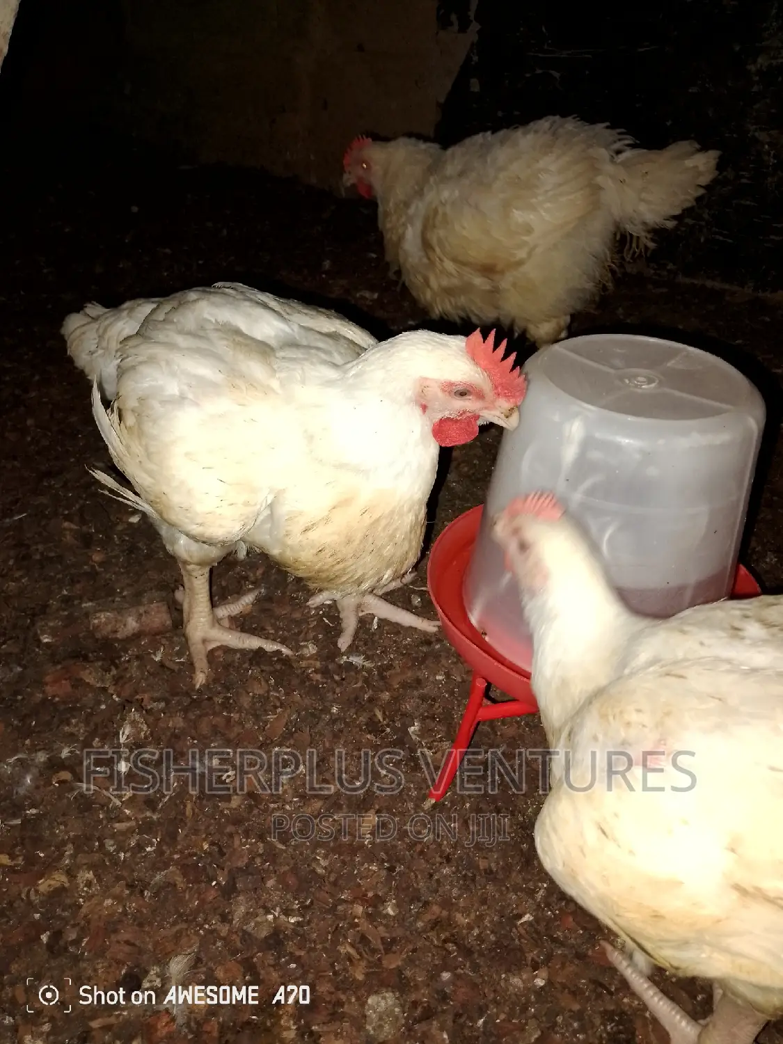 Chicken Tasty