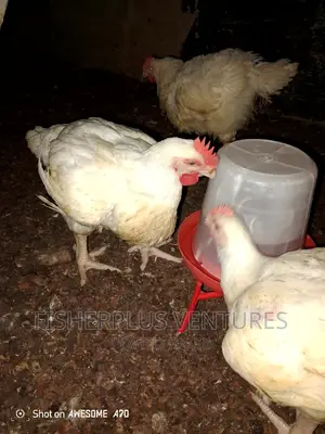 Chicken Tasty