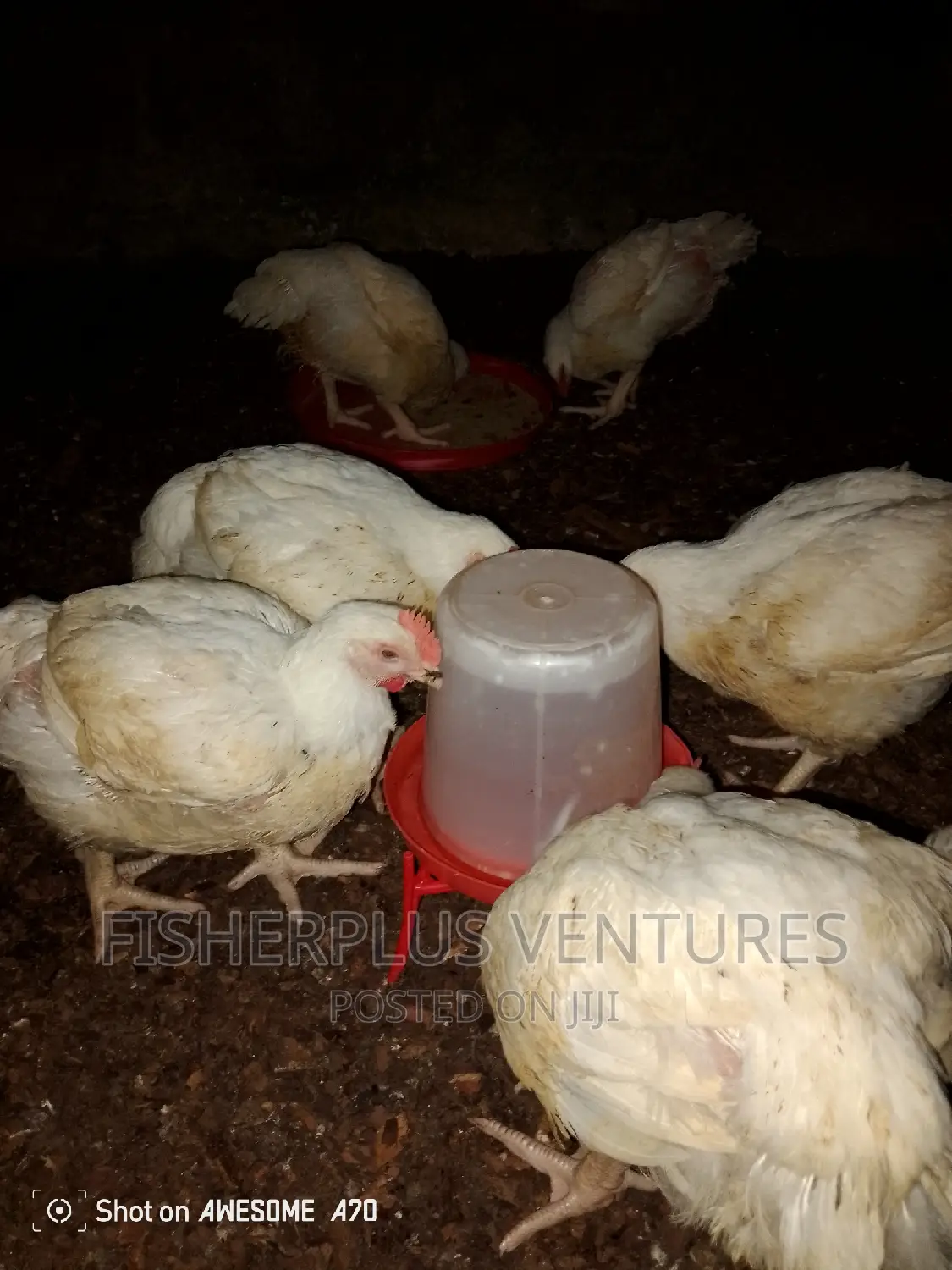 Chicken Tasty
