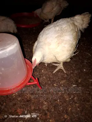 Chicken Tasty