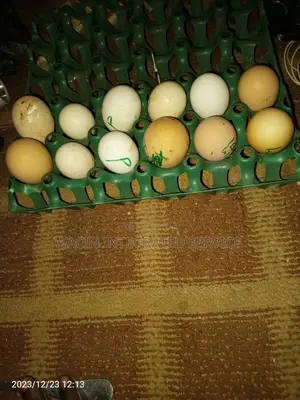 Brahma,Cochin,Padu,Polish, Eggs and Chicks Available